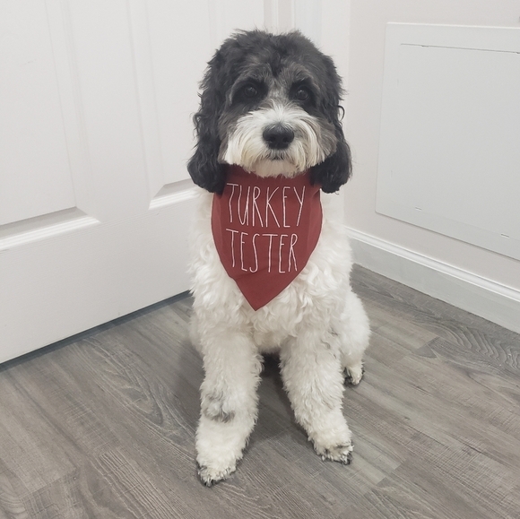 1211- RAE DUNN DOG BANDANAS NWT - Picture 1 of 11